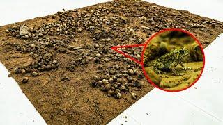 I Found This Carpet Next To A Dumpster – The Restoration Shocked Me Carpet Cleaning ASMR