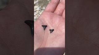 Looking for Shark Teeth