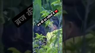 #premanandjimaharaj #bhajanmarg #radhakelikunj #nikunj #vrindavan