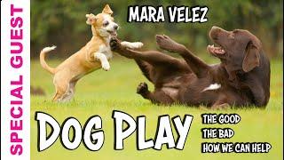 Learn about Dog Play from Expert Mara Velez