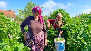 Life in a Mountain Village in Turkey. Hard Village Life.