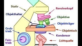 Mikroskop Aufbau (Bestandteile)