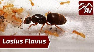 LASIUS FLAVUS, YELLOW MEADOW ANTS: Ant Colony Update