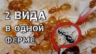 ДВА ВИДА муравьев в ОДНОЙ колонии. Поднятие lasius umbratus. Желтый пахучий муравей