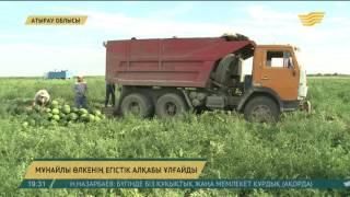 Мұнайлы өлкенің егістік алқабы ұлғайды