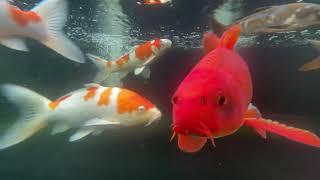 Koi pond with Window - Singapore