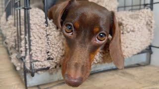 Family Diary- We are doing some DIY and the Dachshunds are enjoying the sun inside.