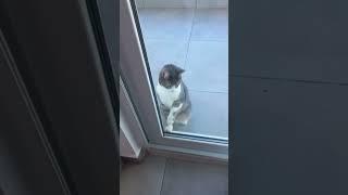 Alise #alisa #america #beautiful #cat #love #shorts #alisa #shortvideo #music #america #alise #cat