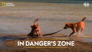 In Danger’s Zone | World’s Deadliest | हिन्दी | Full Episode | S4 - E2 | Nat Geo Wild