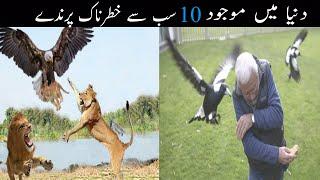 10 Most Dangerous Birds On The Earth Urdu l SN TV l Duniya Main Mojood 10 Sab Se Khatarnak Parinde