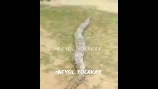 Жиззахда Анаконда илони чикди.