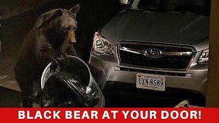 What should you do? (When a Black Bear is knocking at YOUR door?)