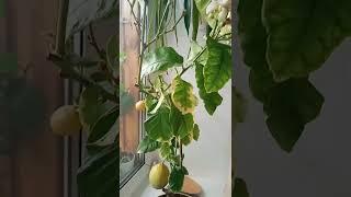 Лимон Сангвинеум вариегатный/citrus limon "foliis variegatis sanguineum"