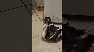 Чомга в стацинаре #животные #animals #birds #реабиитациядикихживотных