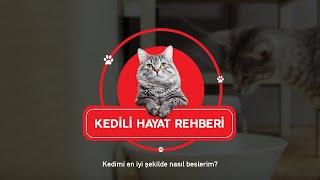 Kedili Hayat Rehberi 3. Bölüm | KEDİMİ EN İYİ ŞEKİLDE NASIL BESLERİM?