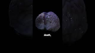 Your brain still works after death