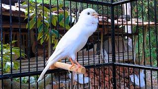 Belgian Canary Singing - Doesn't Your Canary Sing? Put This On, HE Will Sing a Lot