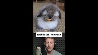 Rabbits Eat Their Own Poop