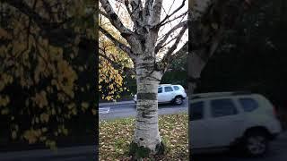 Himalayan birch - trunk & lower canopy - November 2020