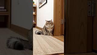 Cozy Kitty Dash!  Watch My Cat Race to Say Hi!