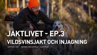 Jaktlivet│Ep.3│Vildsvinsjakt och injagning