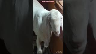 Hey mashaallah nayab sojat patira at shahid goat farm Delhi #2024 #india #best #animals #viral #goat