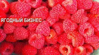 Ягодный бизнес Елены Котковой. Работа в кайф! 700 розничных заказов в день!