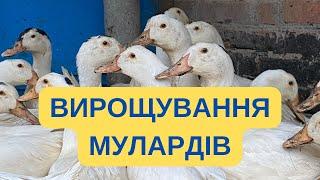 ВИРОЩУВАННЯ МУЛАРДІВ НА НЕВЕЛИКОМУ ПІДСОБНОМУ ГОСПОДАРСТВІ@kyruvgaragi