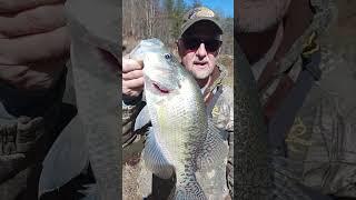 16 in 2lb Crappie!!