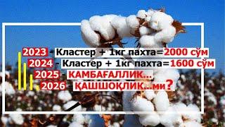 Пахтанинг жахон бозоридаги нарҳи тушди. Уни ким теради?