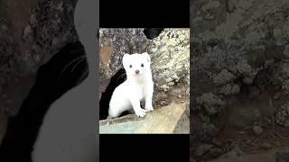 Why Stoats so Dangerous? By info fact News