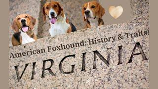  Exploring the American Foxhound Legacy: Rich History & Unique Traits! 