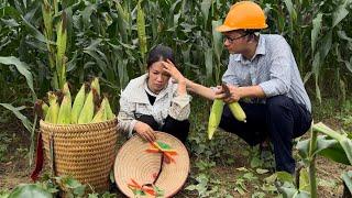 Single mother harvests corn, gets into trouble. The kind man helped , Lý Tử Tiêu