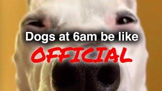 Official | My Dog at 6am | MisterMainer