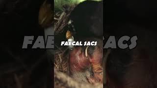 Fecal sacs eating Birds  #nest #growth #birds #survival #natural #poop #diapers