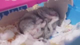 ' Джунгарский хомячок ' Djungarian hamster ' #hamster #djungarianhamster #хомяк