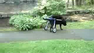 Lab in a Cart