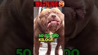 Aggressive Pitbull Dog vs Tiger Fight..#pitbulldog #tiger #shorts