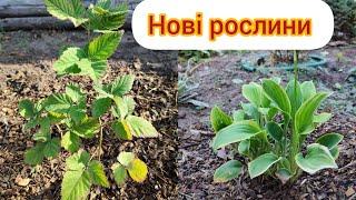 Нові рослини,хоста Golden Tiara,ожина Кеддо.Пересаджую свої рослини.