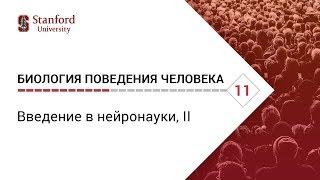 Биология поведения человека: Лекция #11. Введение в нейронауки, II [Роберт Сапольски, 2010]