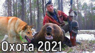 Hunting for a bear with huskies in the Taiga. Successful opening of the 2021 season