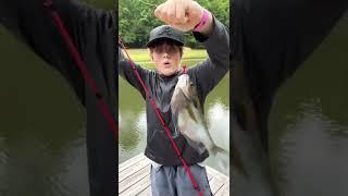 World record blue gill?