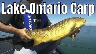 Surrounded By Lake Ontario Carp | Fish'n Canada