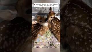 A family rescued two baby deer who had lost their mother in the rain