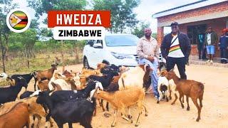 How a UK based Entrepreneur is making it FARMING in Zimbabwe!