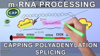 Overview of mRNA Processing in Eukaryotes