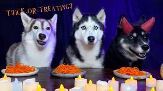 Spookiest Halloween Foods for Dogs! Huskies and Cats Tasting Food