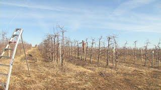 USDA chooses not to renew contracts with Iowa farmers