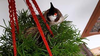 Red whiskered Bulbul's nest - day by day growth of the chick!!!