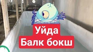 Уйда балк бокиш ургатамз +